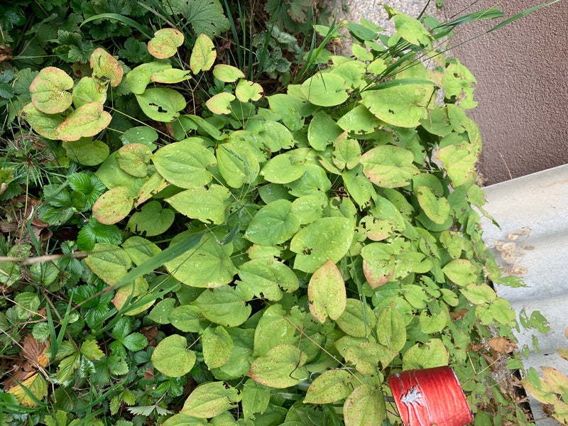 Fiore fata — foto 5 di 6