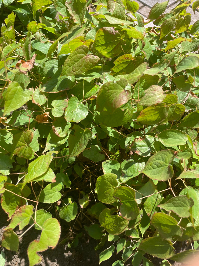 Fiore fata — foto 2 di 6