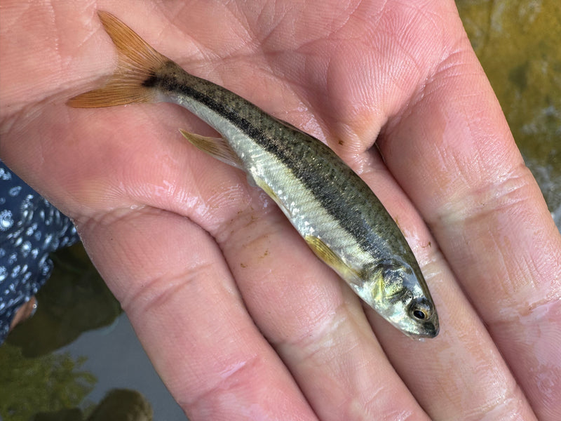 L'immagine mostra un sanguinerola sdraiato in piano su una mano umana. Il piccolo pesce mostra la tipica striscia longitudinale scura.