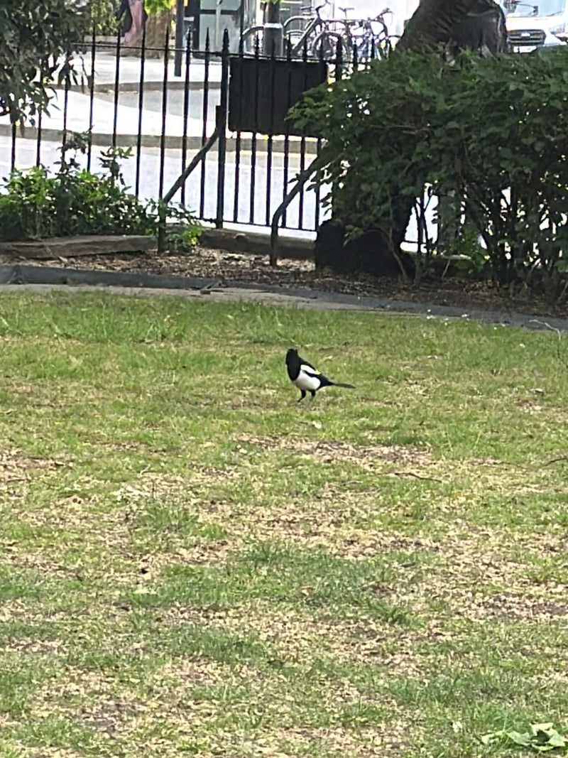 Una gazza cammina su un prato in un parco urbano. Sul sfondo sono visibili una recinzione metallica e dei cespugli.