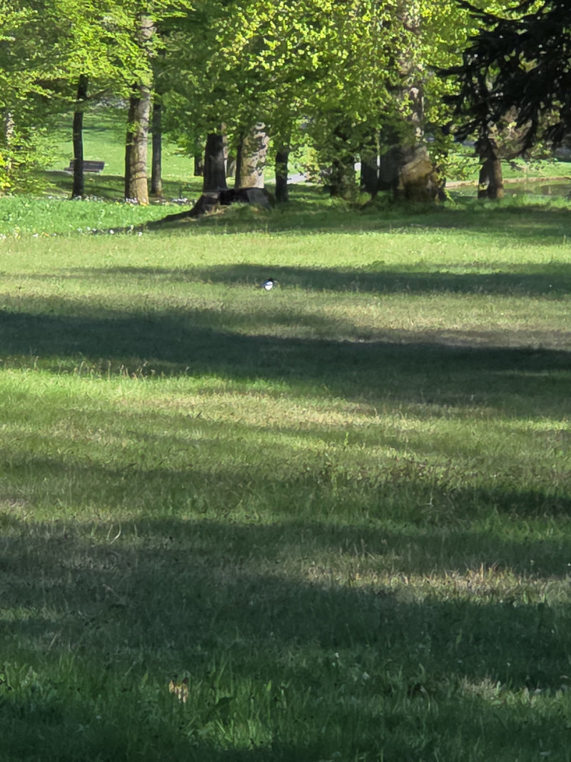 gazza — Bild 3