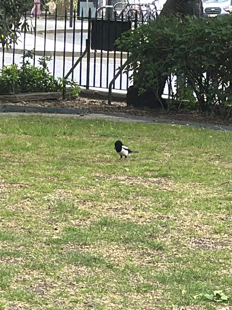 Una gazza cammina su un prato verde in un parco. Sfondo con recinzione e cespugli.