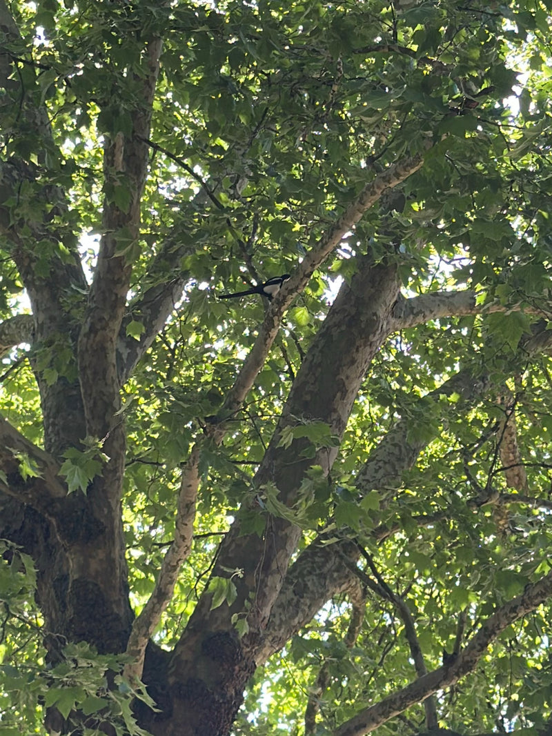Una gazza è seduta tra i rami di un grande albero. È circondata da un fogliame denso.