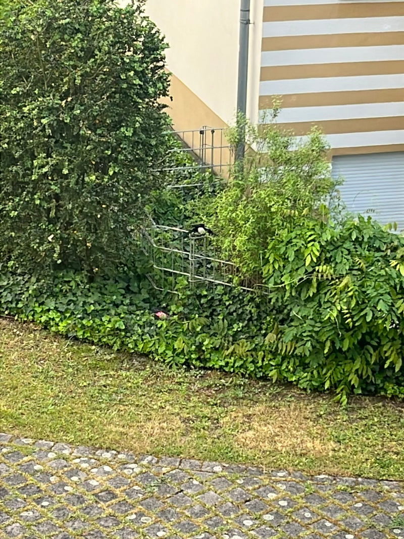 Una gazza è seduta su una struttura metallica in mezzo a una vegetazione lussureggiante e cespugli in un giardino.