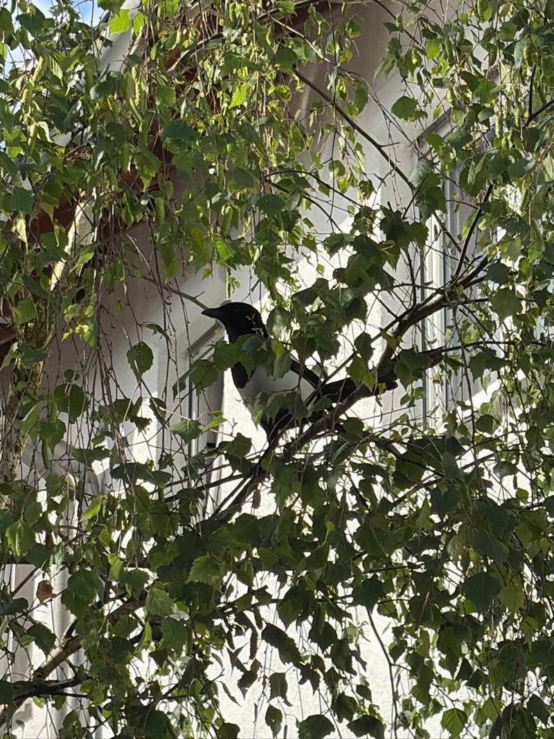 Una gazza si trova in mezzo al fogliame verde sul ramo di un albero. Il tipico piumaggio bianco e nero dell'uccello è chiaramente visibile.