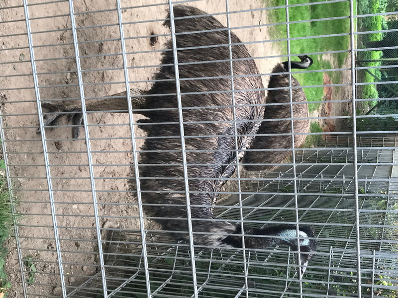 Emu — foto 1 di 1