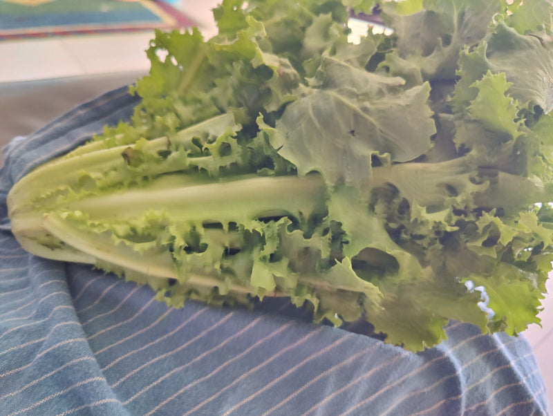 Si vede una indivia riccia fresca con foglie tipicamente tagliate. Si trova su una superficie a strisce blu e bianche.