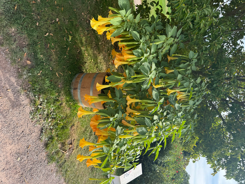 Engelstrompete — foto 2 di 2