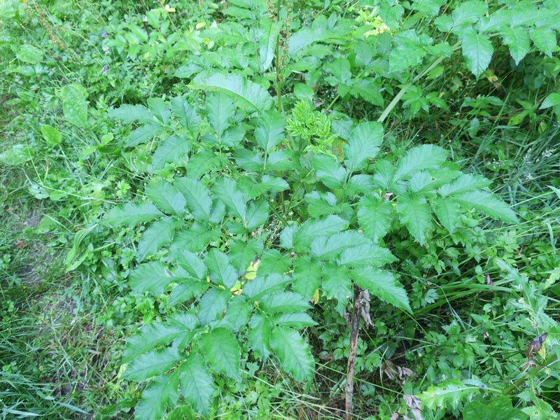 Angelica (genere) — Bild 1