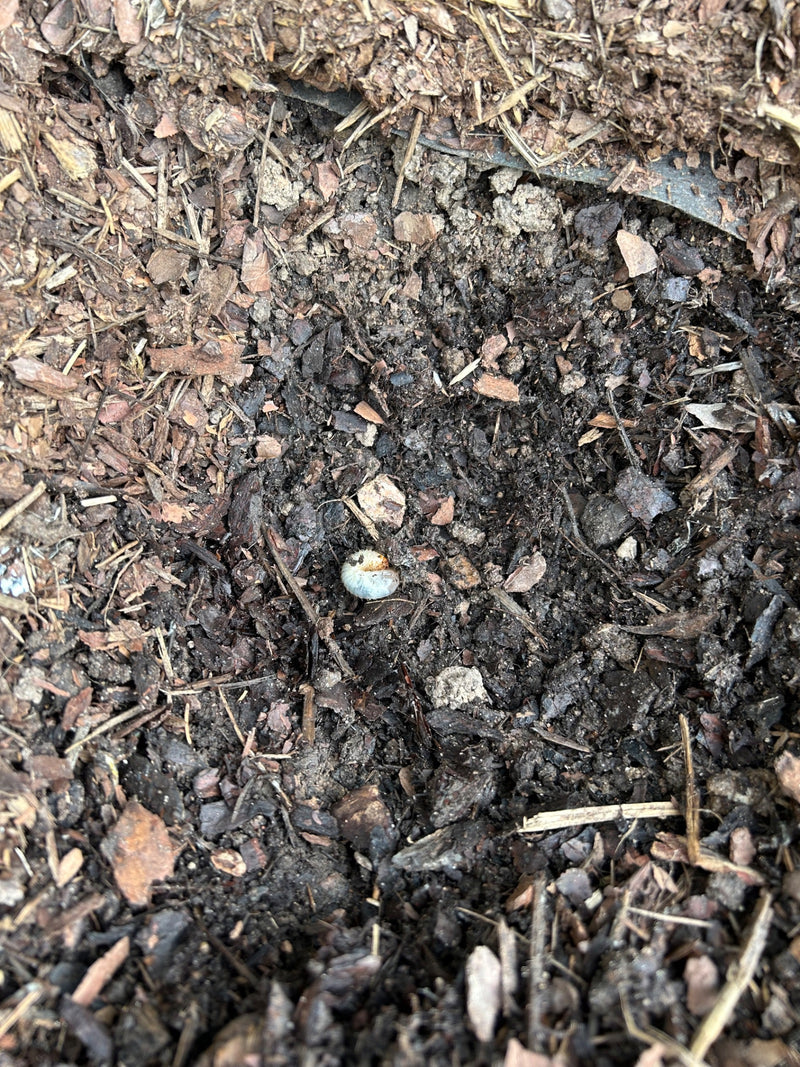 scarabeo — Bild 1