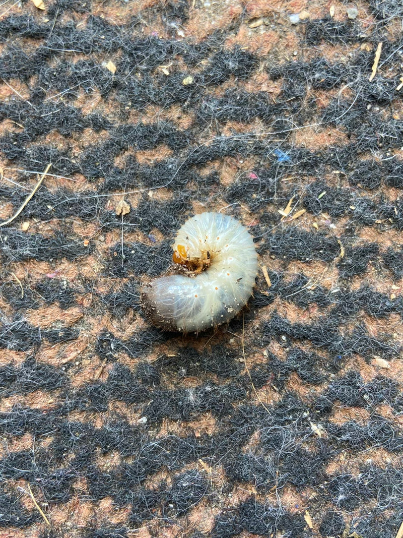 È visibile la larva a forma di C di uno scarabeo (maggiolino o simile) su un tappeto fantasia. L'animale giace piatto sulla superficie.