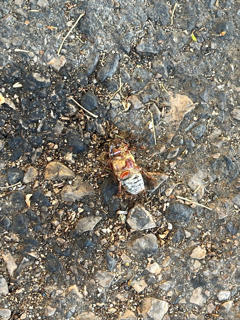 Un scarabeo si trova su un terreno pietroso, visto da sotto. L'insetto è chiaramente riconoscibile.