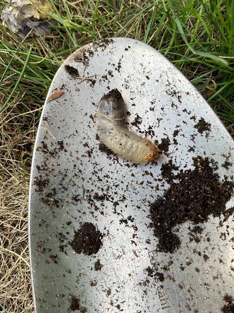 La larva curva di uno scarabeo si trova su una cazzuola da giardino. L'animale è chiaramente visibile.