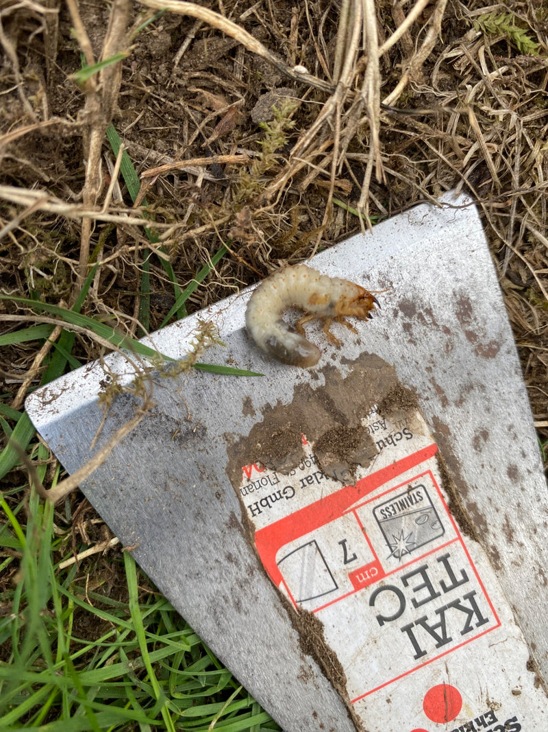 Una tipica larva di scarabeo (maggiolino) si trova su una cazzuola da giardino in metallo. L'attrezzo è circondato da erba e terra.