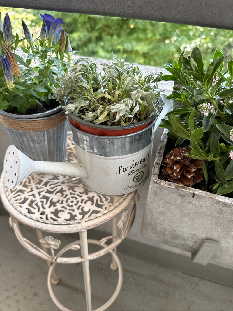 genziana — Bild 1