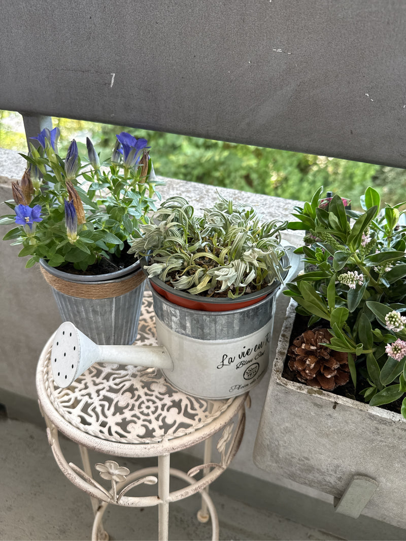 genziana — Bild 4