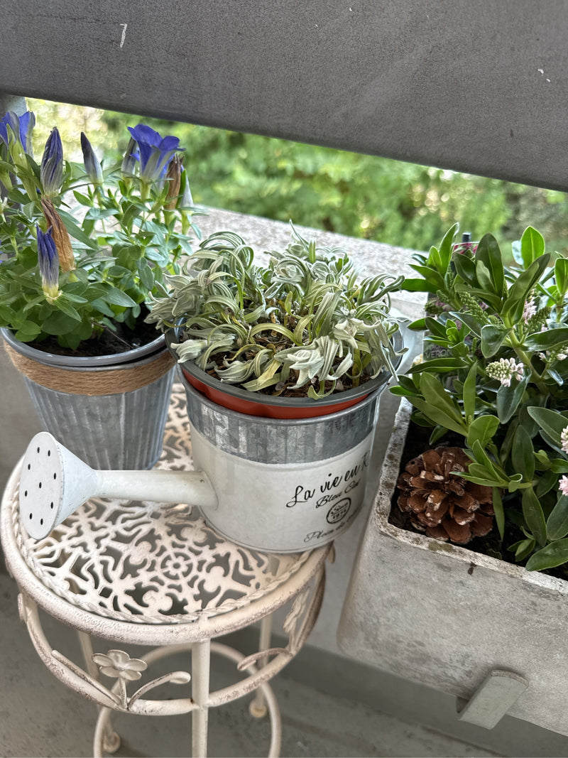 genziana — Bild 2
