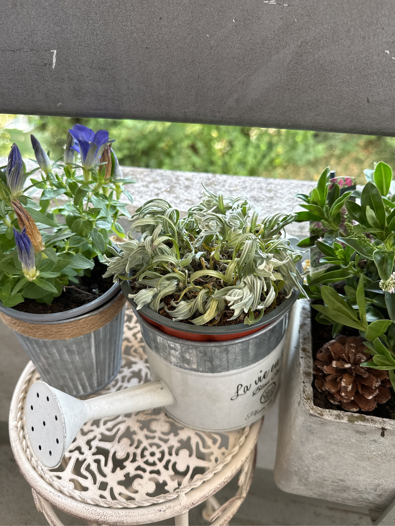 genziana — Bild 5