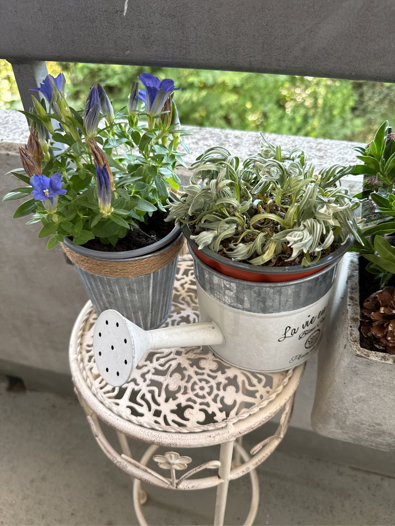 genziana — Bild 3