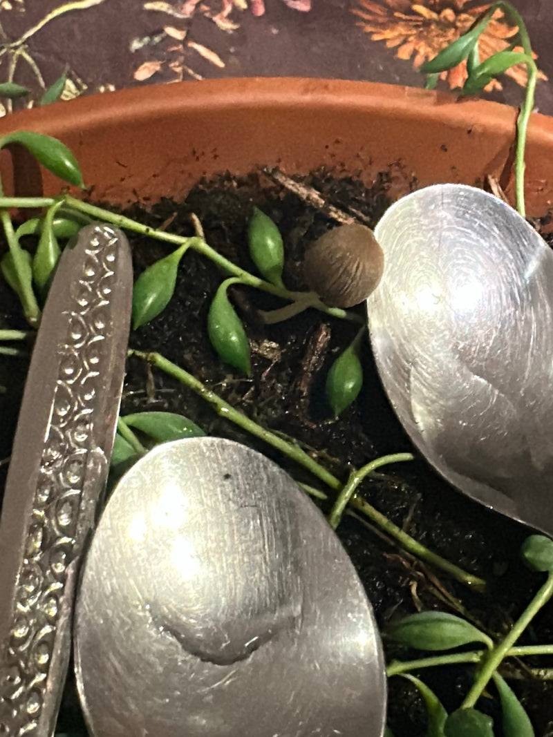 Pianta di pisello — Bild 2