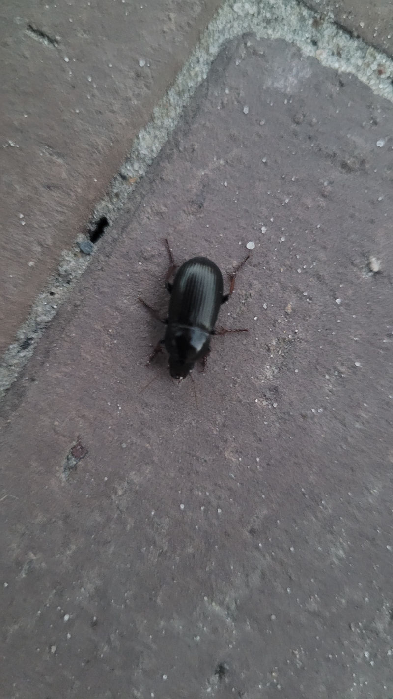 Coleotteri che corrono veloci — Bild 1