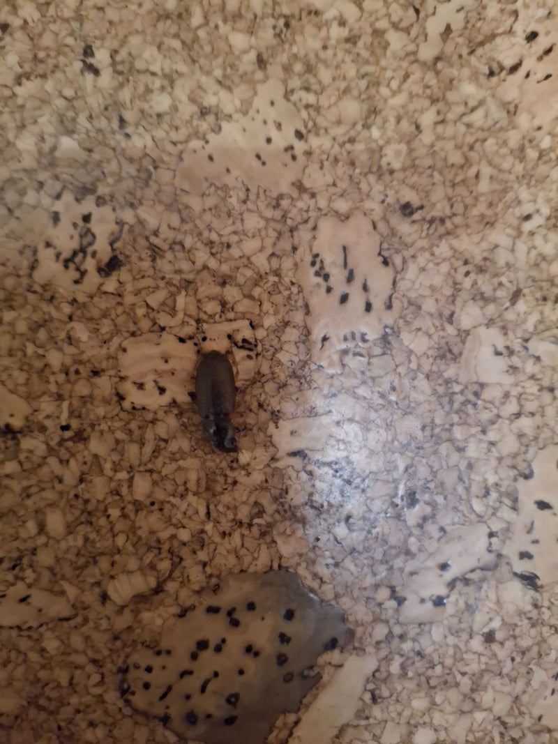 Un carabo è seduto su una superficie di sughero fantasia. La foto mostra l'insetto dall'alto in posizione di riposo.