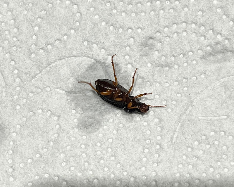 L'immagine mostra un carabide sdraiato sulla schiena su una superficie di carta ruvida. La parte inferiore e le zampe dell'insetto sono ben visibili.