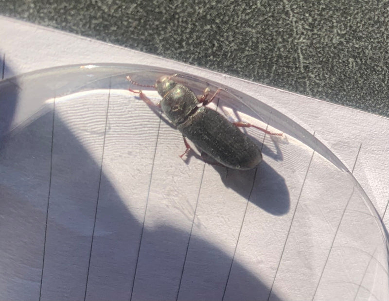 Un coleottero si trova su carta a righe sotto una copertura trasparente. L'insetto è visto dall'alto.