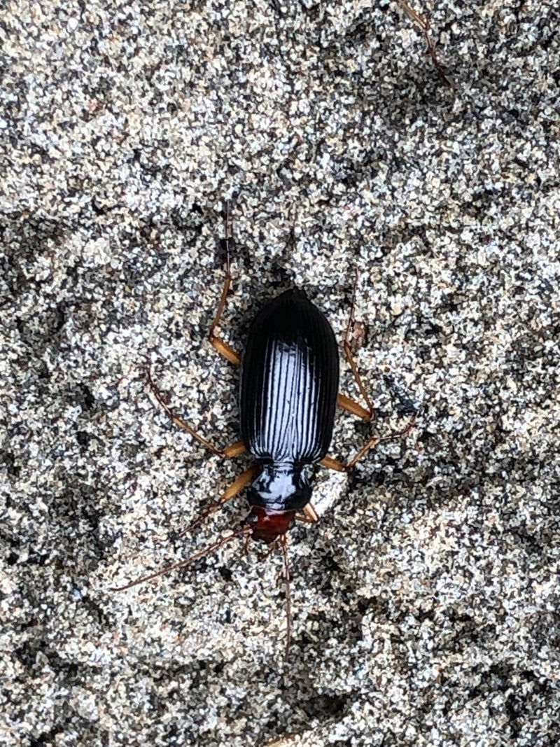 L'immagine mostra un coleottero carabide visto dall'alto su uno sfondo sabbioso. L'insetto si muove sul terreno chiaro a grana grossa.