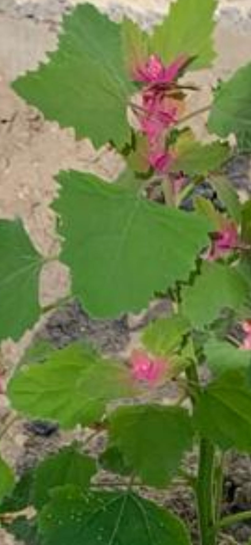 Spinaci alla fragola — Bild 1