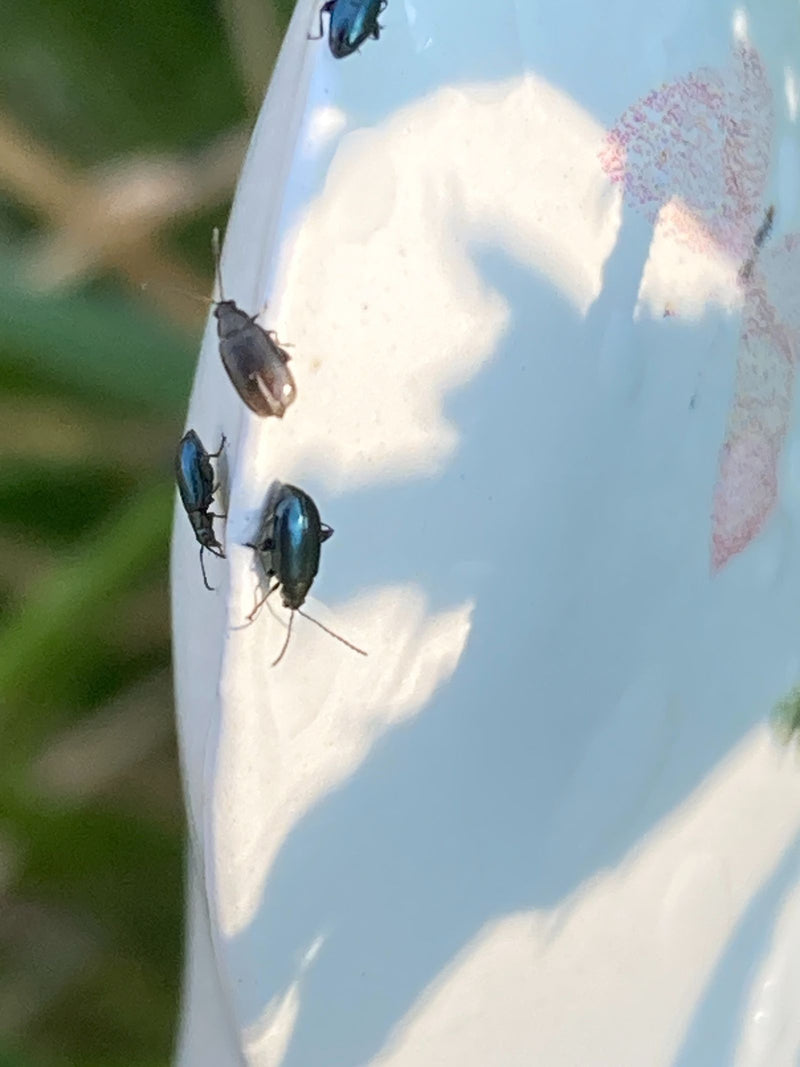 Scarabeo delle pulci — Bild 1