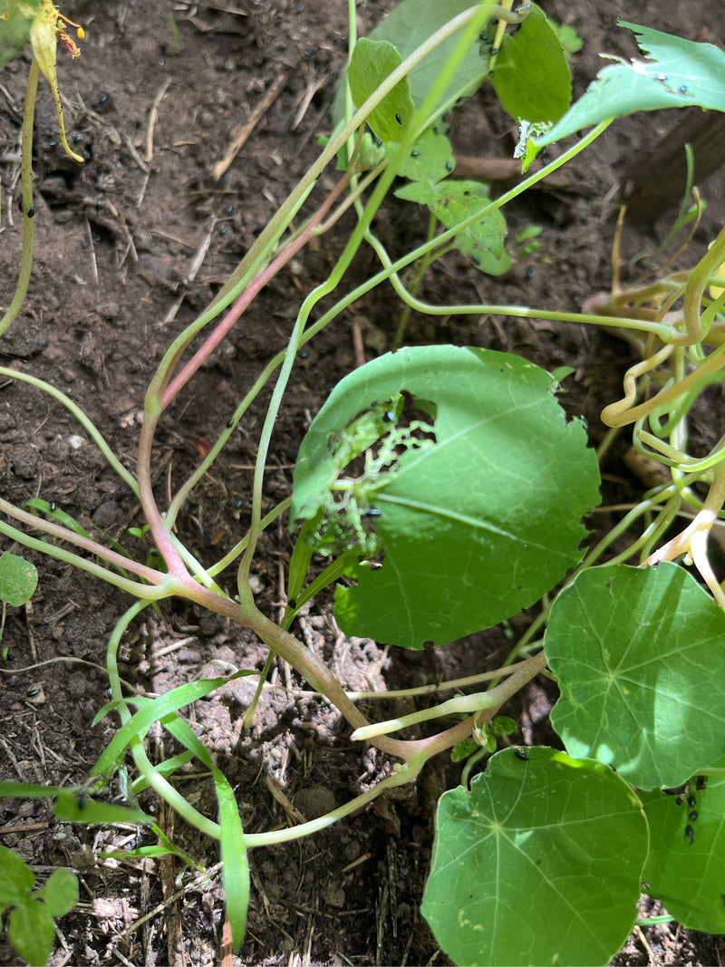 Scarabeo delle pulci — foto 3 di 12