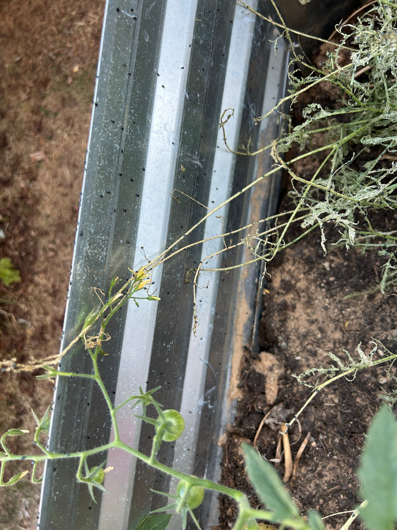 Scarabeo delle pulci — foto 2 di 12