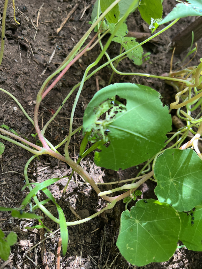 Scarabeo delle pulci — foto 1 di 12