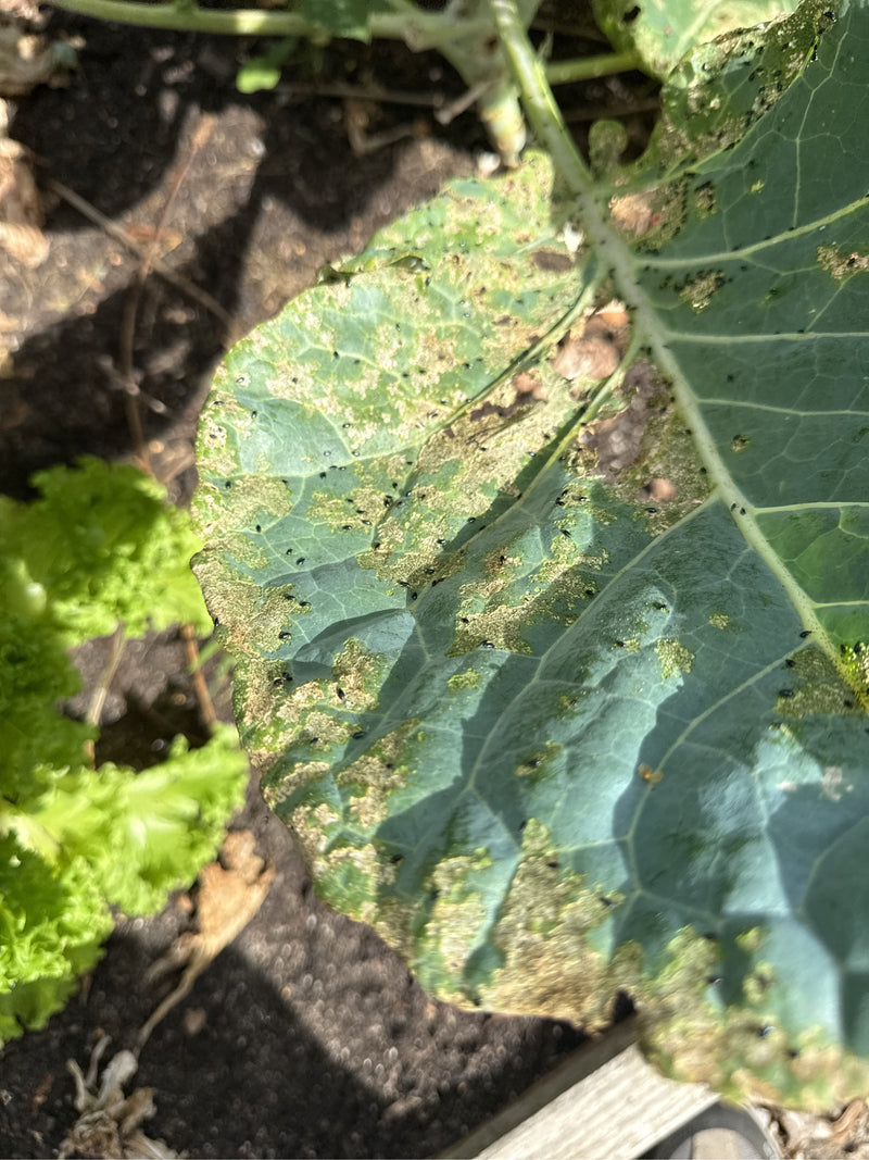 Coleotteri delle pulci (genere Phyllotreta) — Bild 1