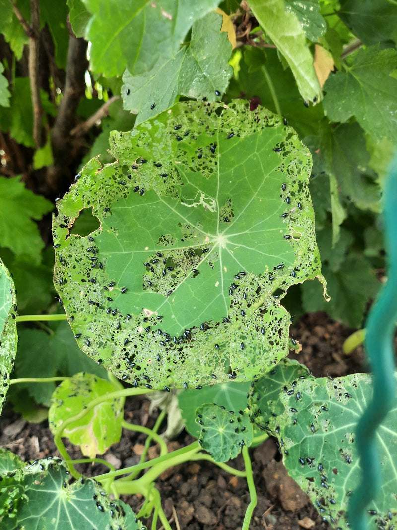 Coleotteri delle pulci (genere Phyllotreta) — foto 3 di 8