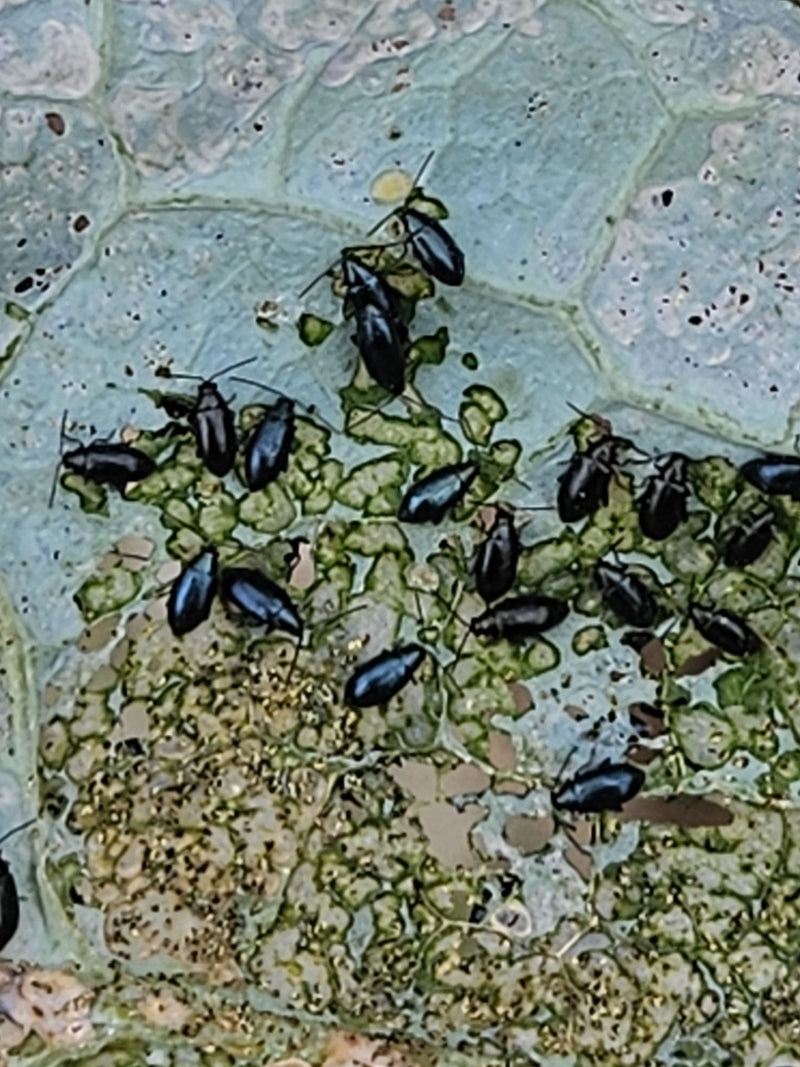 Coleotteri delle pulci (genere Phyllotreta) — foto 1 di 8