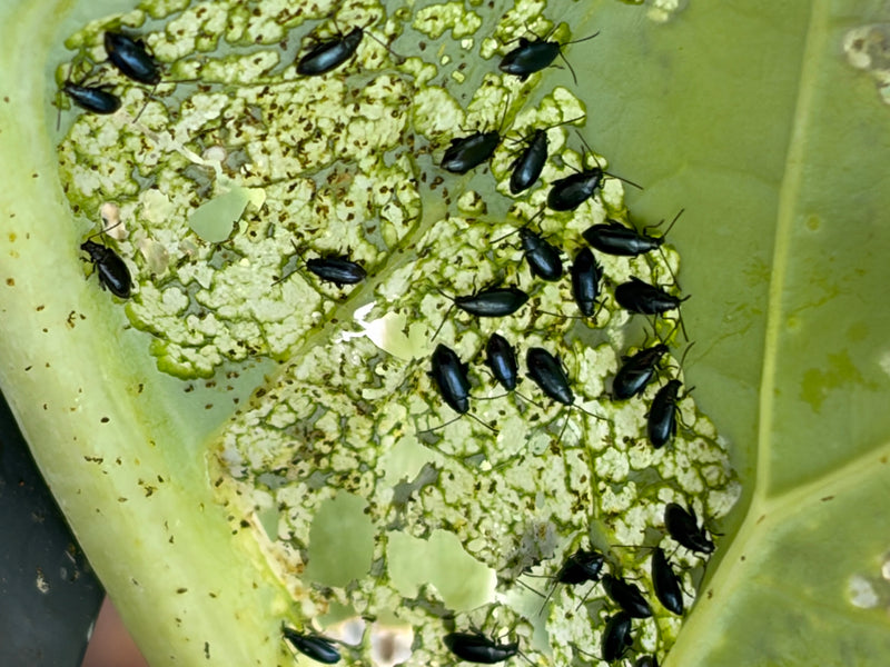 Coleotteri delle pulci (genere Phyllotreta) — foto 2 di 8