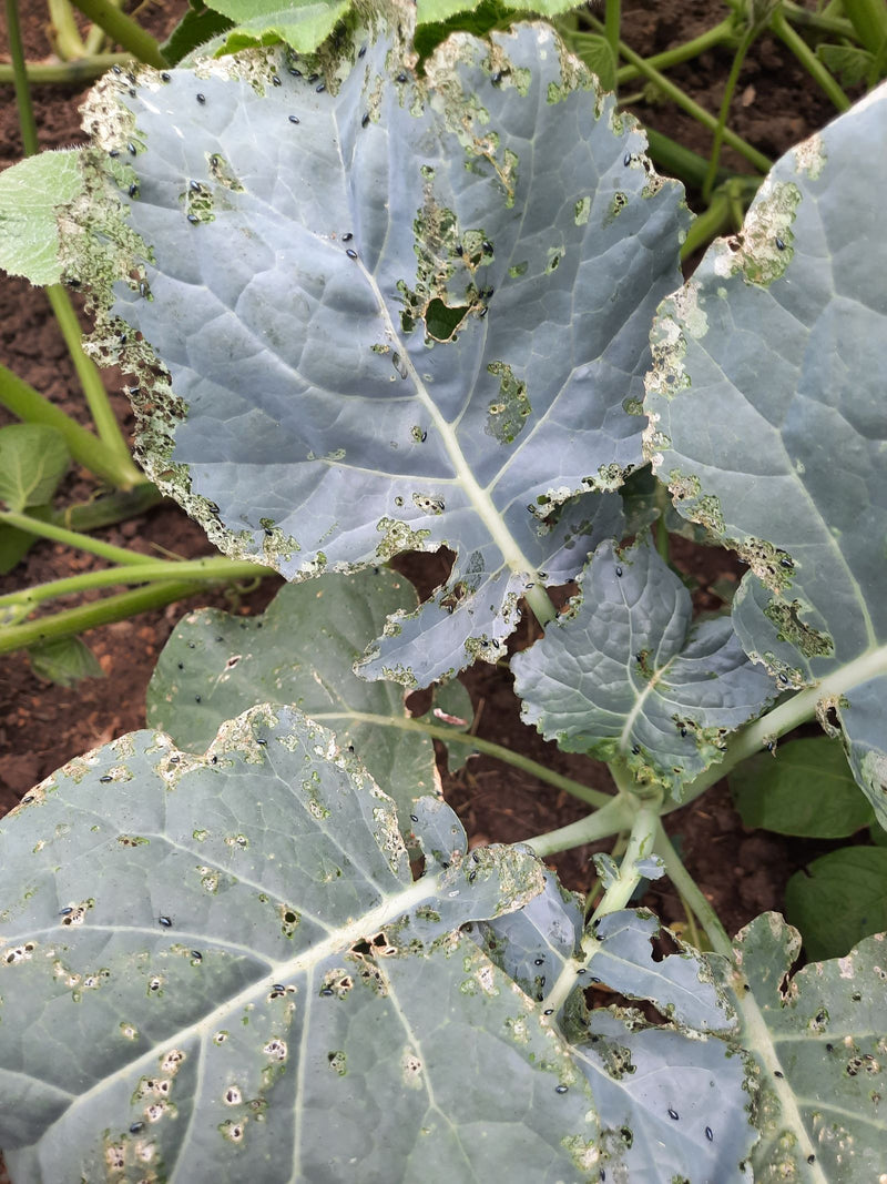 Coleotteri delle pulci (genere Phyllotreta) — foto 4 di 8