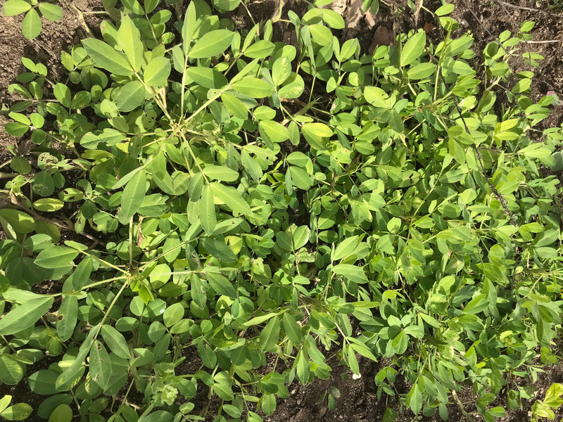 Si vede una pianta di arachidi verde dall'alto, che cresce in terreno sabbioso. Le tipiche foglie pennate sono chiaramente riconoscibili.