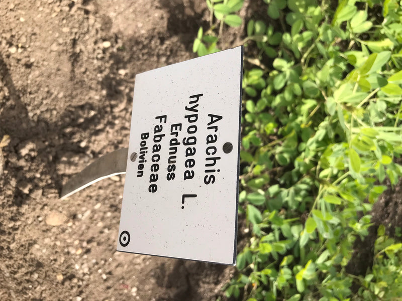 arachidi — foto 1 di 9