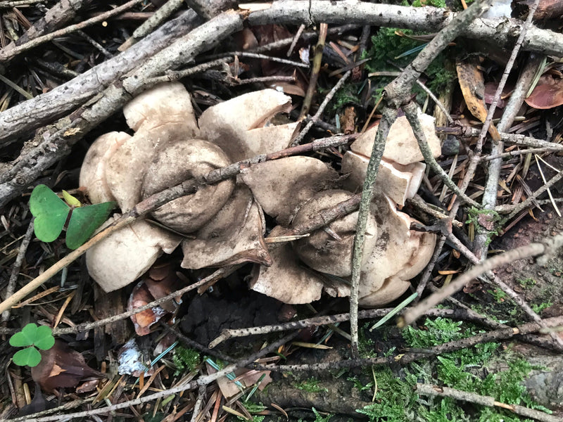 Erdsterne — foto 1 di 5