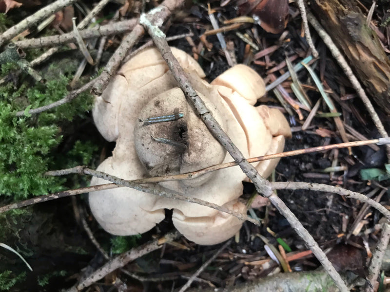 Erdsterne — foto 5 di 5