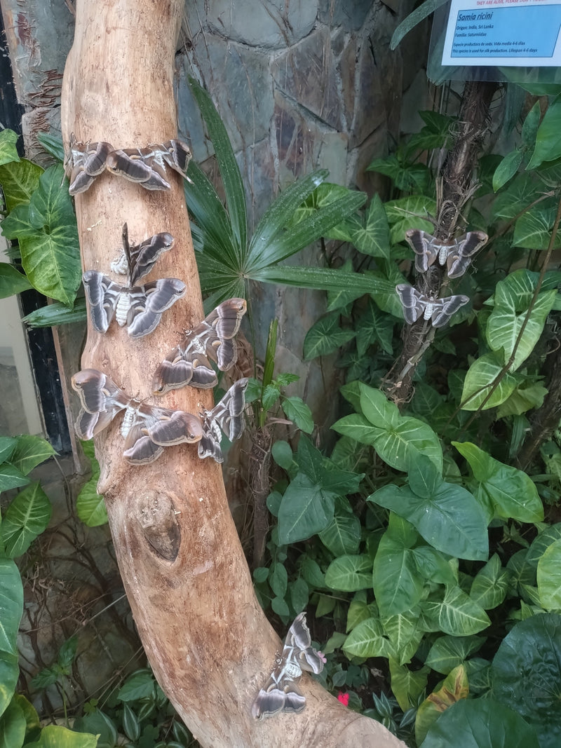 Eri Silkmoth — Bild 1