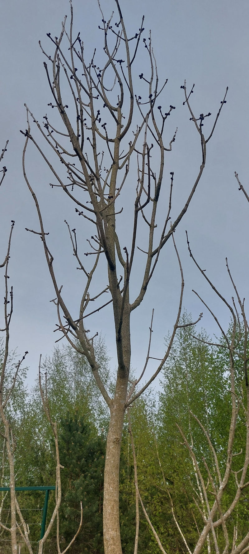 Si vede un frassino maggiore senza foglie contro un cielo grigio. Le caratteristiche gemme nere e i rami ramificati sono ben visibili.