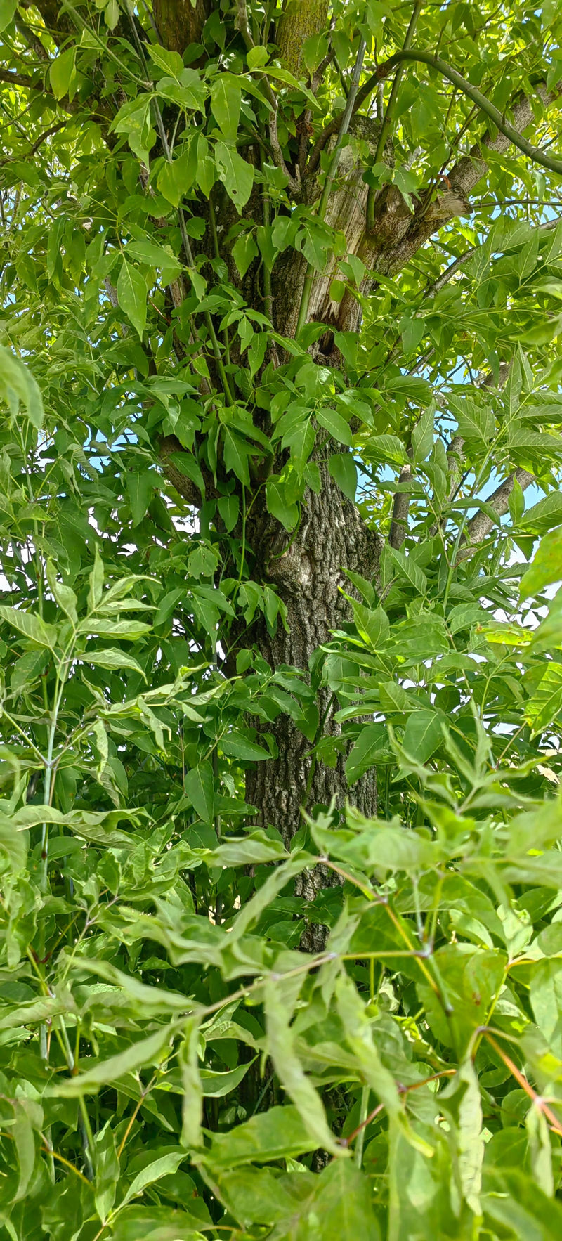 Si vede il tronco robusto e le foglie pennate verde brillante di un acero americano. La foto mostra l'albero nel suo ambiente naturale.