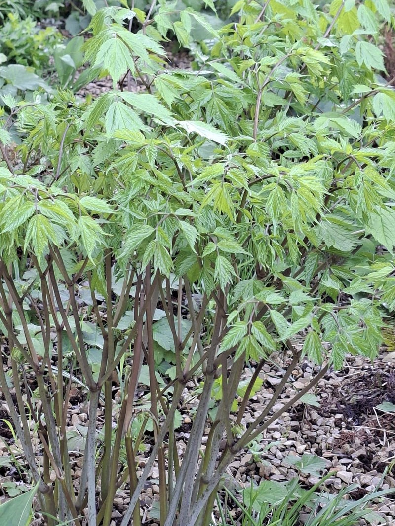 Si vede un giovane acero negundo con fresche foglie pennate verde chiaro e rametti grigio-viola. La pianta cresce su un terreno ghiaioso.