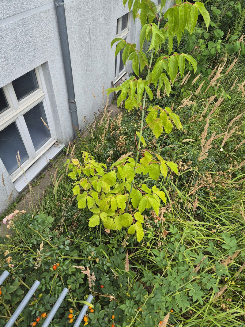 Si vede un giovane acero americano con tipiche foglie pennate. Cresce davanti alla parete di una casa chiara in mezzo all'erba e ad altre piante.