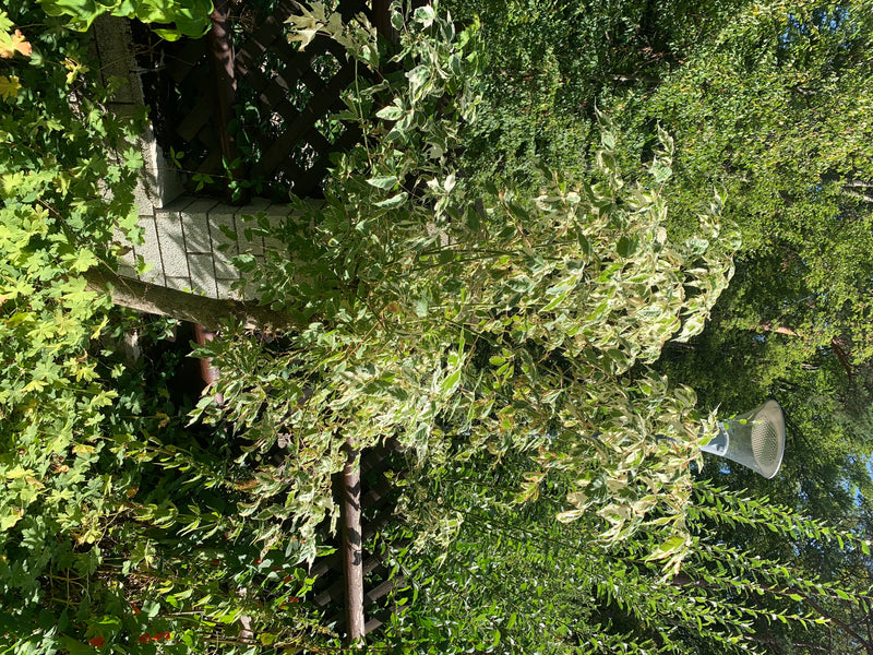Si vede un giovane acero americano con foglie variegate caratteristiche. L'albero si trova in un giardino estivo davanti a una siepe.
