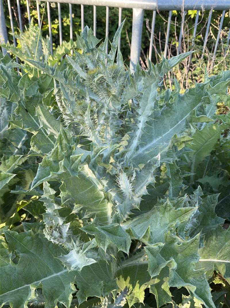 Cardo selvatico d'asino — Bild 1
